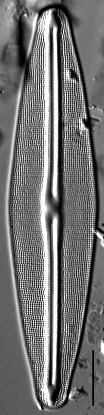 Frustulia Rhomboides Ill Hwarey 1801B 8