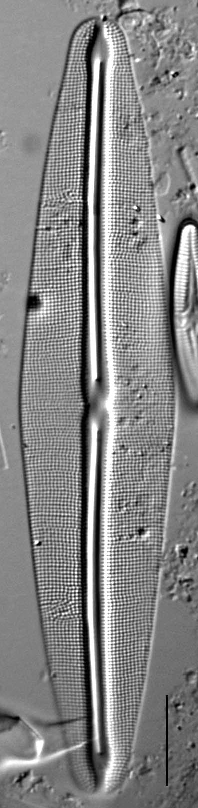 Frustulia Rhomboides Uga  Rrpswo90 1404A 12