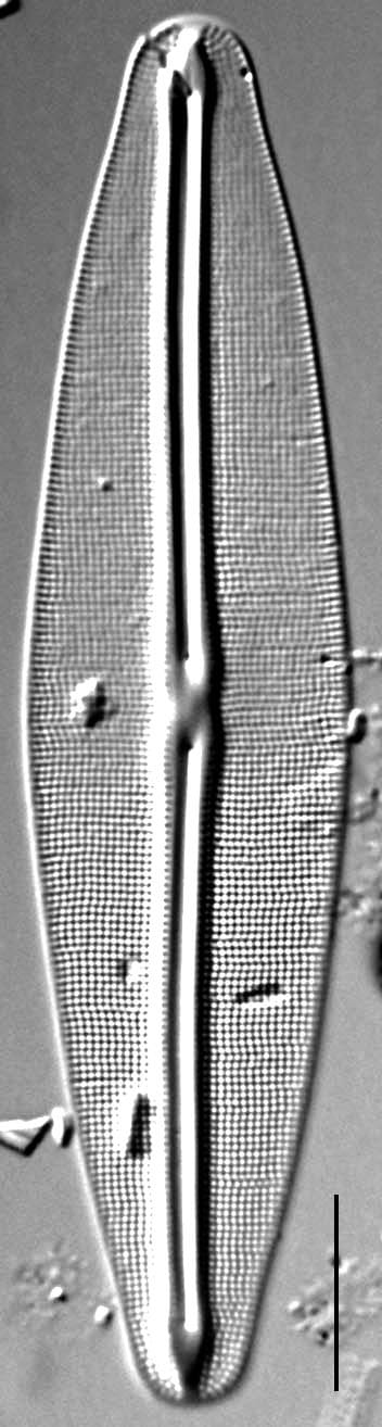 Frustulia Rhomboides Uga  Rrpswo90 1404A 9