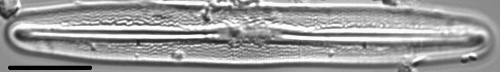 Frustulia amosseana LM1