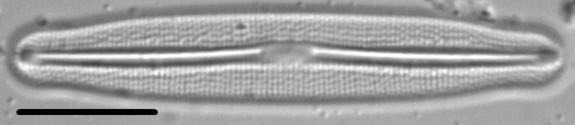 Frustulia amosseana LM4