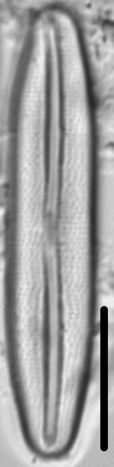  Frustulia amosseana LM6