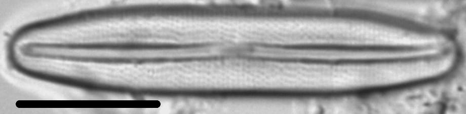 Frustulia amosseana LM6