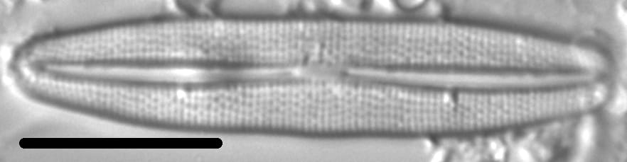 Frustulia amosseana LM7