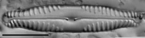 Pinnularia saprophila LM4