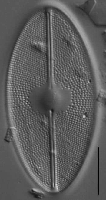 Cavinula maculata LM6