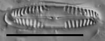 Pinnularia marchica LM6