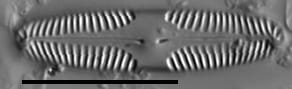 Pinnularia marchica LM3