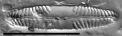 Pinnularia marchica LM5