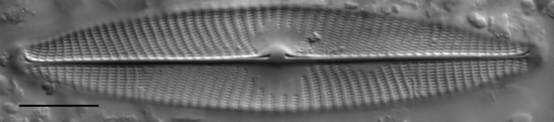 Gc107320  Gs141643  Naviridulacal1