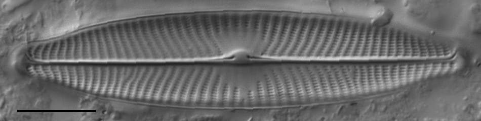 Gc107320  Gs141643  Naviridulacal2