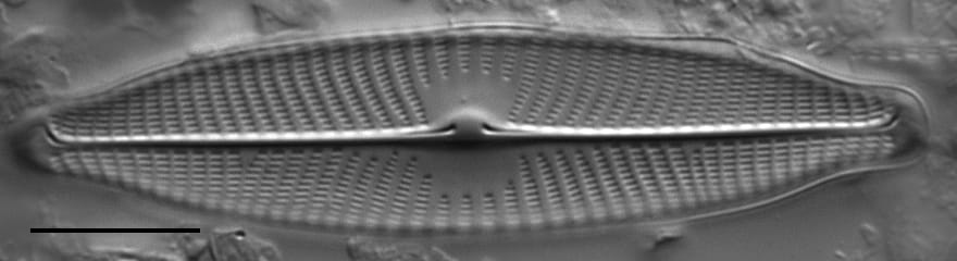 Gc107320  Gs141643  Naviridulacal3