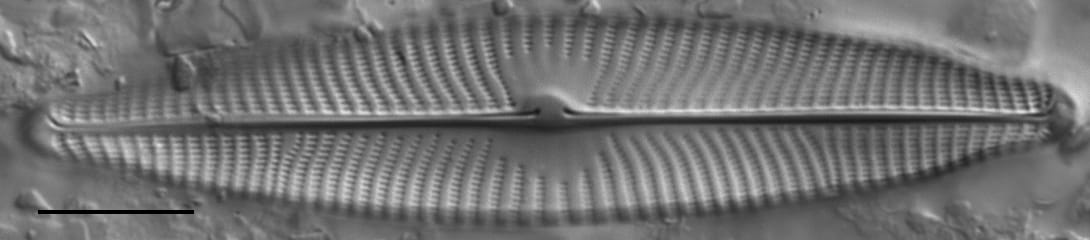 Gc107320  Gs141643  Naviridulacal4