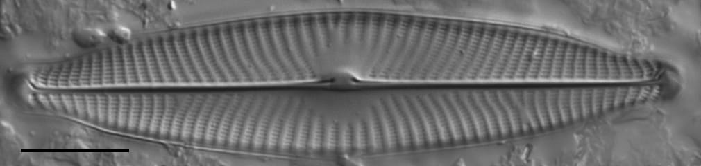 Gc107320  Gs141643  Naviridulacal5