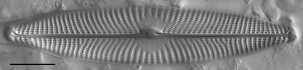 Gc107320  Gs141643  Naviridulacal7