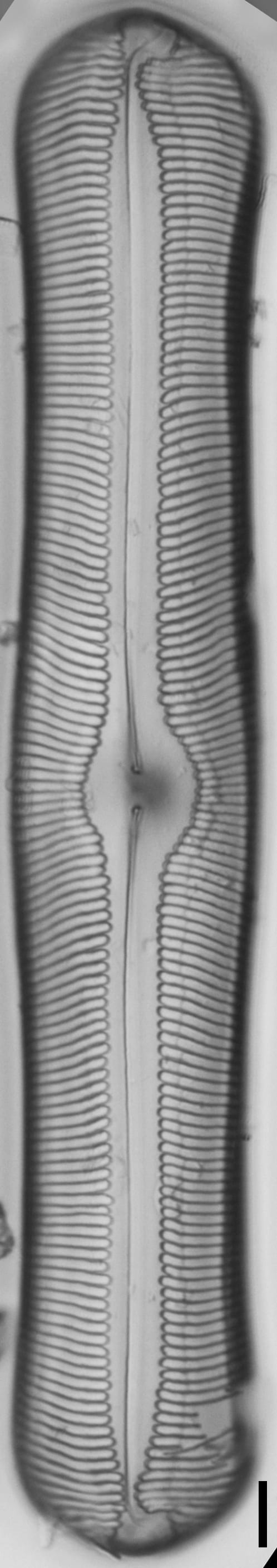 Pinnularia alabamae LM3