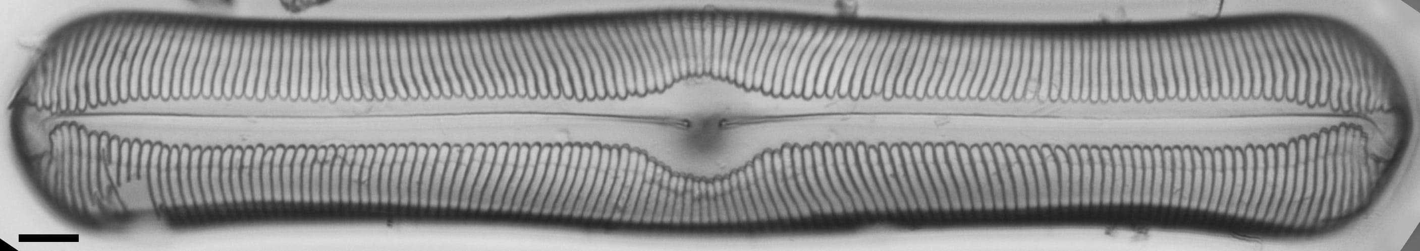 Pinnularia alabamae LM3