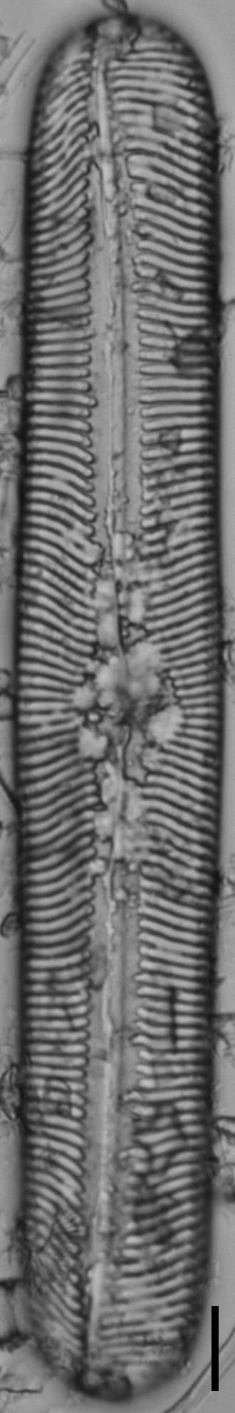 GC108629 A 11 website