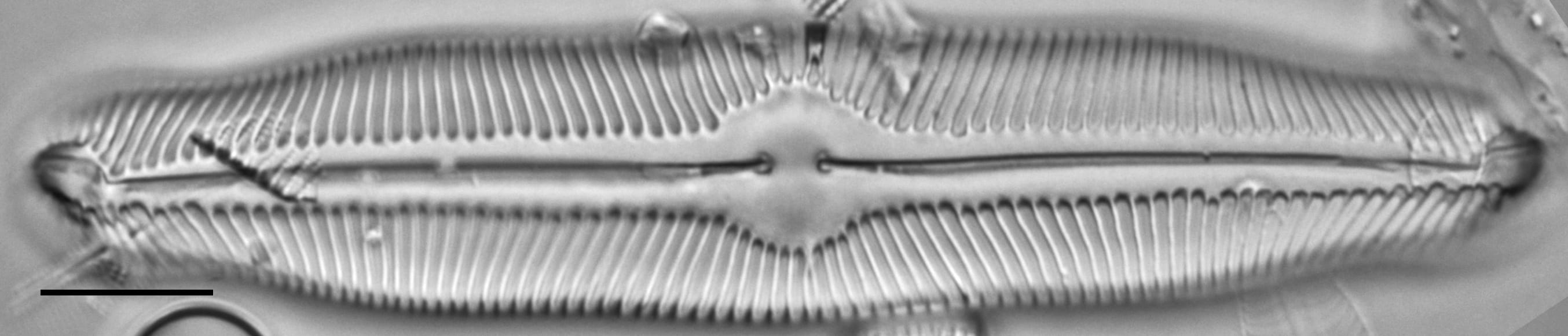 Pinnularia decrescens LM2