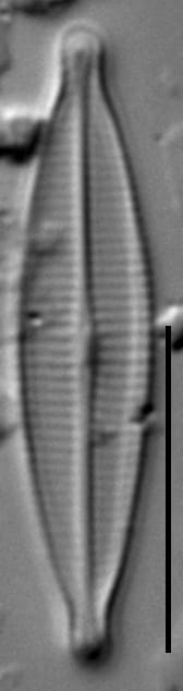 Craticula riparia var. mollenhaueri LM1