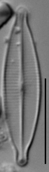 Craticula riparia var. mollenhaueri LM6