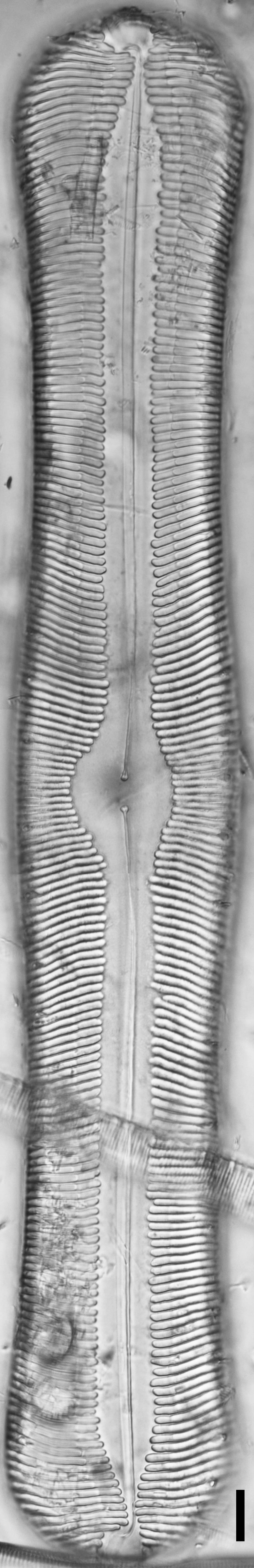 Pinnularia alabamae LM4