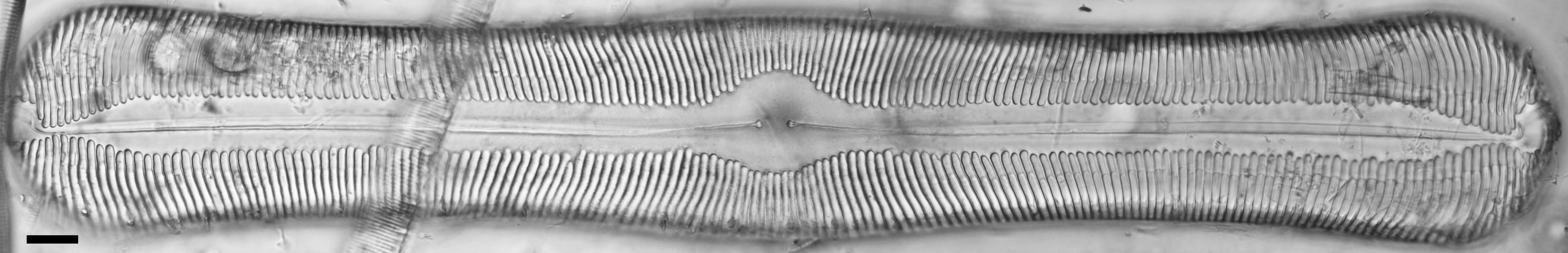 Pinnularia alabamae LM4