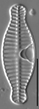 Planothidium bipororum LM4