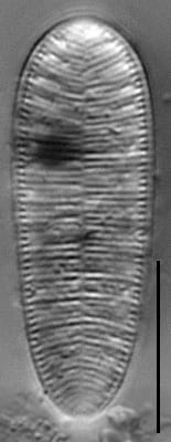 Surirella minuta LM3