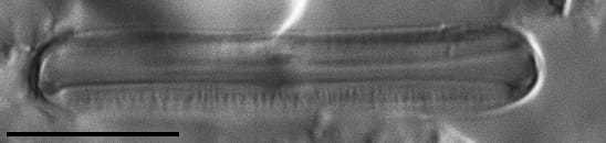 Fallacia latelongitudinalis LM4