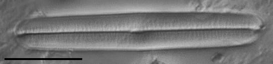 Fallacia latelongitudinalis LM2