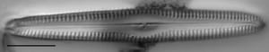Gc53921  Gomphonema Freesei 1