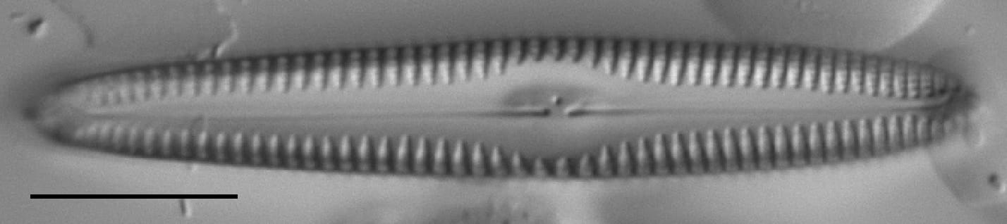 Gc53921  Gomphonema Freesei 2