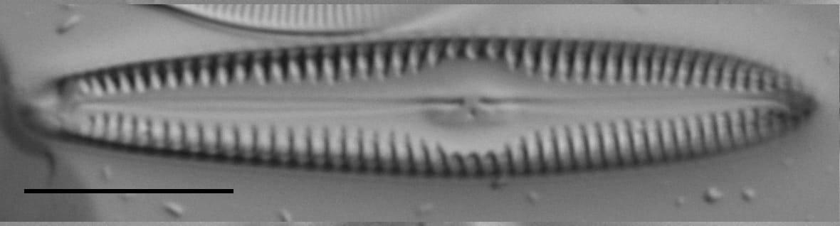 Gc53921  Gomphonema Freesei 3