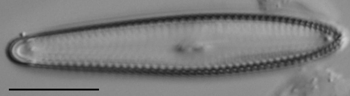 Gc53921  Gomphonema Freesei 4B Holotype