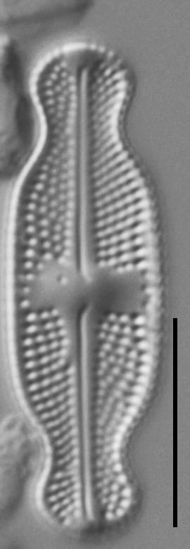 Luticola ventricosa LM4