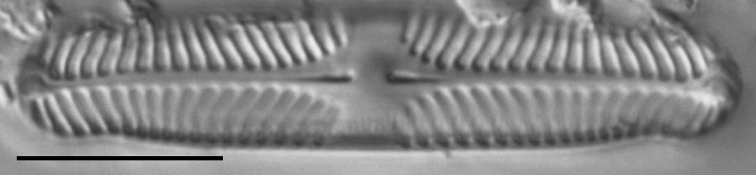 Pinnularia perinterrupta LM2