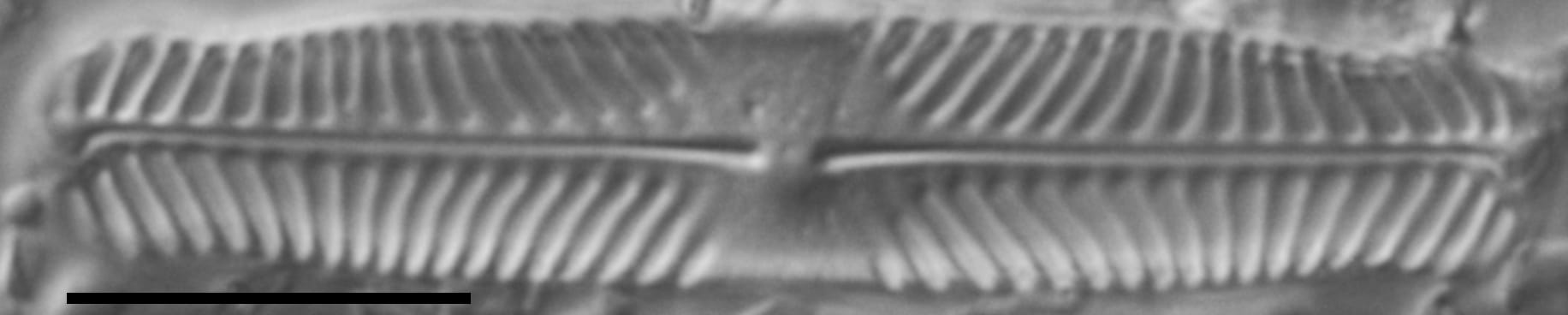 Pinnularia perinterrupta LM3