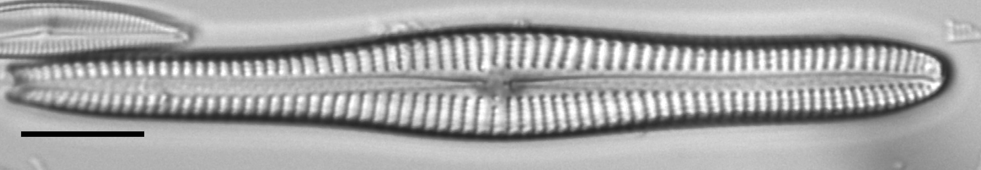 Gomphonema vibroides LM3