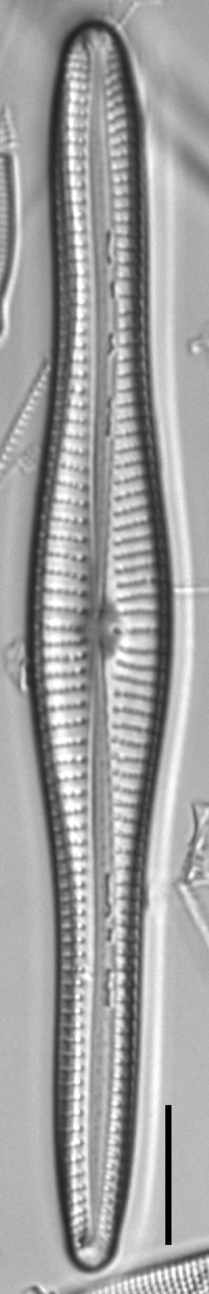 Gomphonema vibroides LM1
