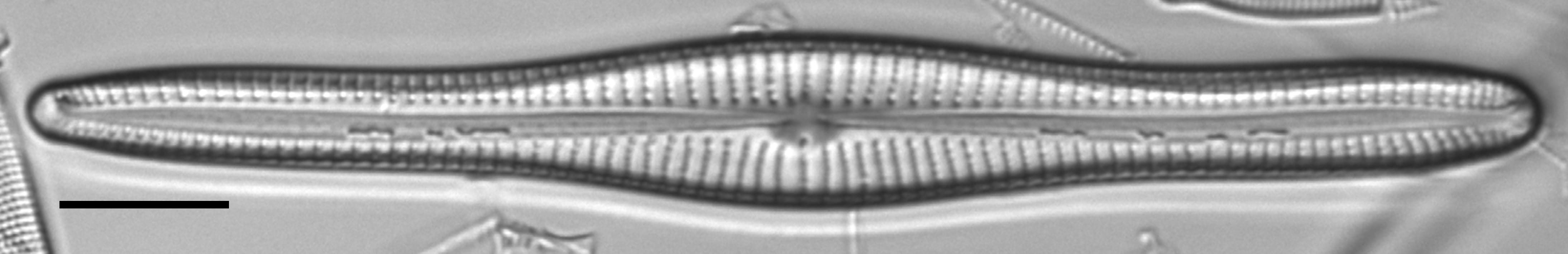 Gomphonema vibroides LM1
