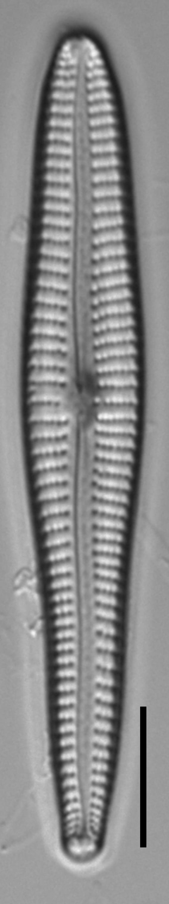 Gomphonema vibroides LM7