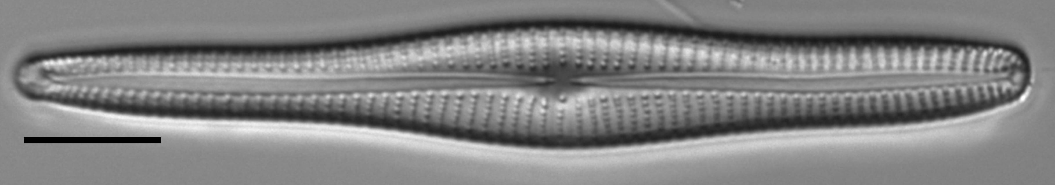 Gomphonema vibroides LM5