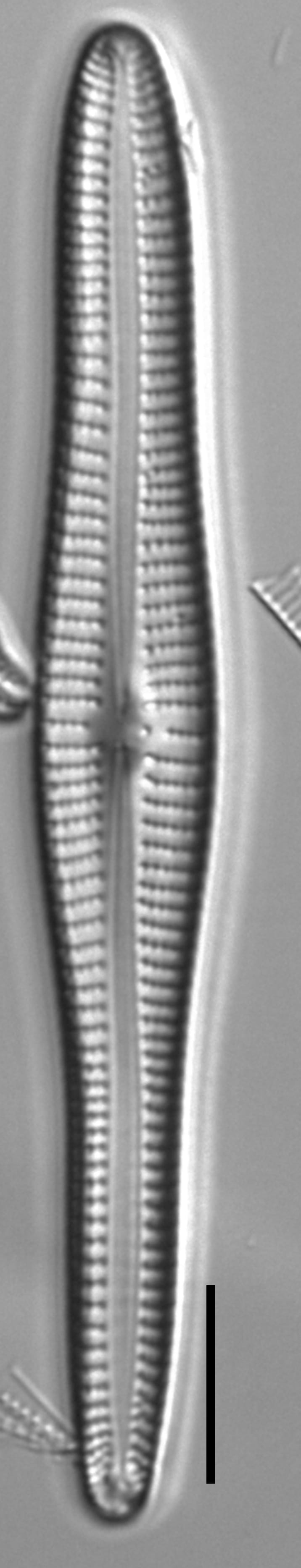Gomphonema vibroides LM4