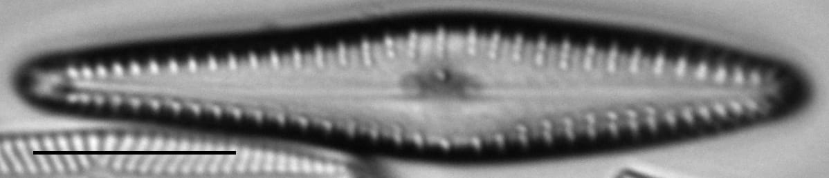 Gogermanii 1164 39 7