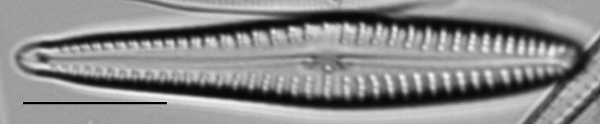 Gogermanii 1166 39 8