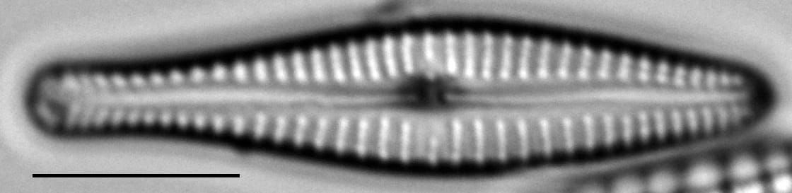 Gomphonema submehleri LM4