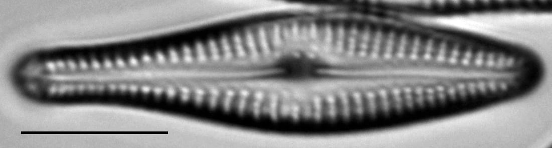 Gomphonema submehleri LM5