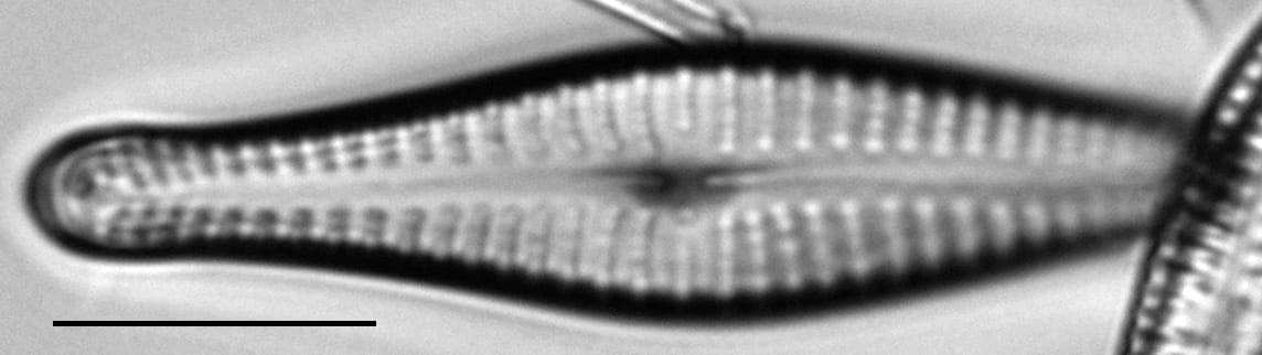 Gomphonema submehleri LM6