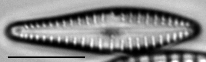 Gomphonema submehleri LM1